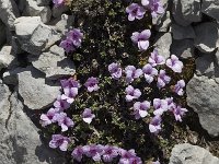 Saxifraga oppositifolia ssp oppositifolia 78, Saxifraga-Jan van der Straaten