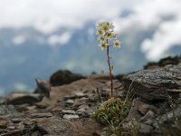 Saxifraga paniculata 33, Saxifraga-Luuk Vermeer