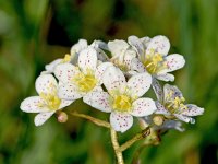 Saxifraga paniculata 35, Saxifraga-Sonja Bouwman  Trossteenbeek - Saxifraga paniculata - Saxifragaceae familie