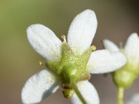 Saxifraga paniculata 38, Saxifraga-Sonja Bouwman  Trossteenbeek - Saxifraga paniculata - Saxifragaceae familie