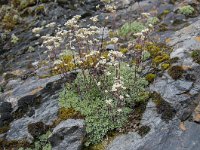 Saxifraga paniculata 39, Saxifraga-Luuk Vermeer