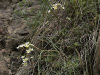 Saxifraga paniculata 41, Saxifraga-Willem van Kruijsbergen