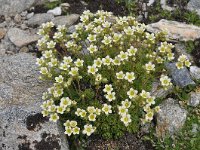 Saxifraga pubescens