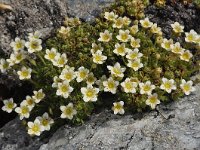 Saxifraga pubescens 2, Saxifraga-Harry Jans