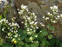 Saxifraga rotundifolia 32, Saxifraga-Harry Jans