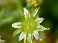 Saxifraga sedoides 3, Saxifraga-Sonja Bouwman  Saxifraga sedoides - Saxifragaceae familie; Croda Rossa (Moos, I)