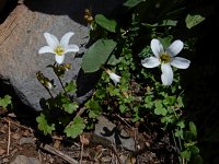 Saxifraga sibirica