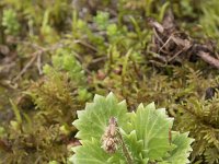 Saxifraga spathularis