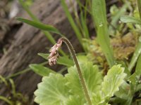 Saxifraga spathularis 2, Saxifraga-Willem van Kruijsbergen