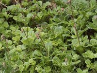 Saxifraga spathularis 3, Saxifraga-Willem van Kruijsbergen