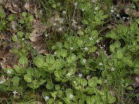 Saxifraga spathularis 4, Saxifraga-Willem van Kruijsbergen