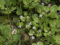 Saxifraga spathularis 5, Saxifraga-Willem van Kruijsbergen