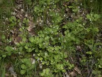 Saxifraga spathularis 6, Saxifraga-Willem van Kruijsbergen