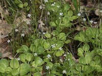 Saxifraga spathularis 7, Saxifraga-Willem van Kruijsbergen