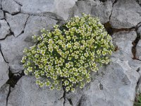 Saxifraga squarrosa 7, Saxifraga-Harry Jans