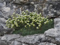 Saxifraga squarrosa 8, Saxifraga-Harry Jans