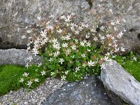 Saxifraga stellaris 31, Saxifraga-Harry Jans