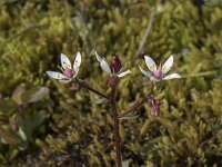 Saxifraga stellaris 33, Saxifraga-Willem van Kruijsbergen