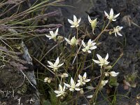 Saxifraga stellaris 34, Saxifraga-Willem van Kruijsbergen