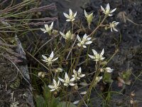 Saxifraga stellaris 35, Saxifraga-Willem van Kruijsbergen