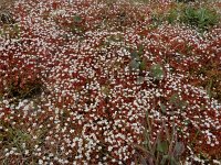 Saxifraga tridactylites, Rue-leaved Saxifrage