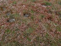 Saxifraga tridactylites 43, Kandelaartje, Saxifraga-Ed Stikvoort