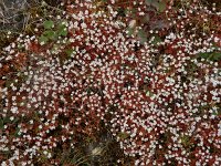 Saxifraga tridactylites 47, Kandelaartje, Saxifraga-Ed Stikvoort