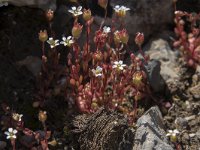 Saxifraga tridactylites 50, Kandelaartje, Saxifraga-Willem van Kruijsbergen