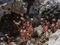 Saxifraga tridactylites 51, Kandelaartje, Saxifraga-Willem van Kruijsbergen