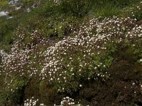 Saxifraga trifurcata