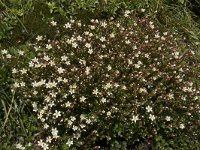 Saxifraga trifurcata 2, Saxifraga-Willem van Kruijsbergen