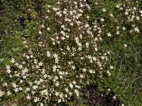 Saxifraga trifurcata 3, Saxifraga-Willem van Kruijsbergen