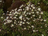 Saxifraga trifurcata 4, Saxifraga-Willem van Kruijsbergen