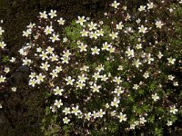 Saxifraga trifurcata 5, Saxifraga-Willem van Kruijsbergen