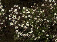 Saxifraga trifurcata 6, Saxifraga-Willem van Kruijsbergen