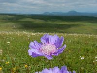 Scabiosa caucasica