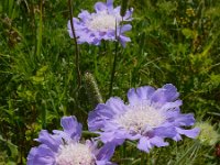 Scabiosa caucasica 10, Kaukasische scabiosa, Saxifraga-Ed Stikvoort