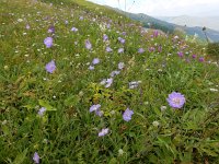 Scabiosa caucasica 4, Kaukasische scabiosa, Saxifraga-Ed Stikvoort