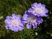 Scabiosa caucasica 8, Kaukasische scabiosa, Saxifraga-Ed Stikvoort