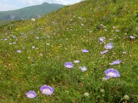 Scabiosa caucasica 9, Kaukasische scabiosa, Saxifraga-Ed Stikvoort