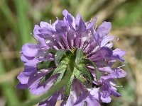 Scabiosa columbaria 19, Duifkruid, Saxifraga-Sonja Bouwman  Duifkruid - Scabiosa columbaria - Caprifoliaceae familie