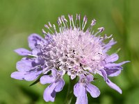 Scabiosa columbaria 22, Duifkruid, Saxifraga-Sonja Bouwman  594. Duifkruid - Scabiosa columbaria - Caprifoliaceae familie (i) Wahlwiller, Maastricht