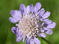 Scabiosa columbaria 25, Duifkruid, Saxifraga-Sonja Bouwman  594. Duifkruid - Scabiosa columbaria - Caprifoliaceae familie (i) Wahlwiller, Maastricht