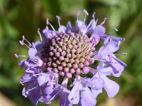 Scabiosa lucida 12, Saxifraga-Sonja Bouwman  Glossy scabious - Scabiosa lucida - Caprifoliaceae familie