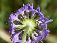 Scabiosa lucida 13, Saxifraga-Sonja Bouwman  Glossy scabious - Scabiosa lucida - Caprifoliaceae familie