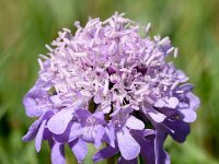 Scabiosa lucida 15, Saxifraga-Sonja Bouwman  Glossy scabious - Scabiosa lucida - Caprifoliaceae familie; Gemmipas (Zw)