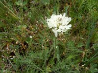 Scabiosa ochroleuca 5, Saxifraga-Ed Stikvoort