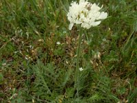 Scabiosa ochroleuca 6, Saxifraga-Ed Stikvoort