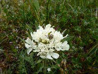 Scabiosa ochroleuca 7, Saxifraga-Ed Stikvoort