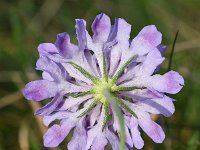 Scabiosa triandra 11, Saxifraga-Sonja Bouwman  991. Southern scabious - Scabiosa triandra - Caprifoliaceae familie (zw)